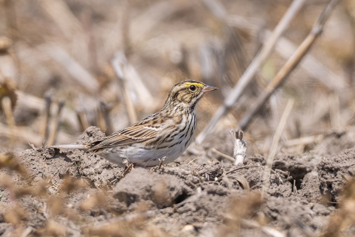 Savannah Sparrow - ML635648454