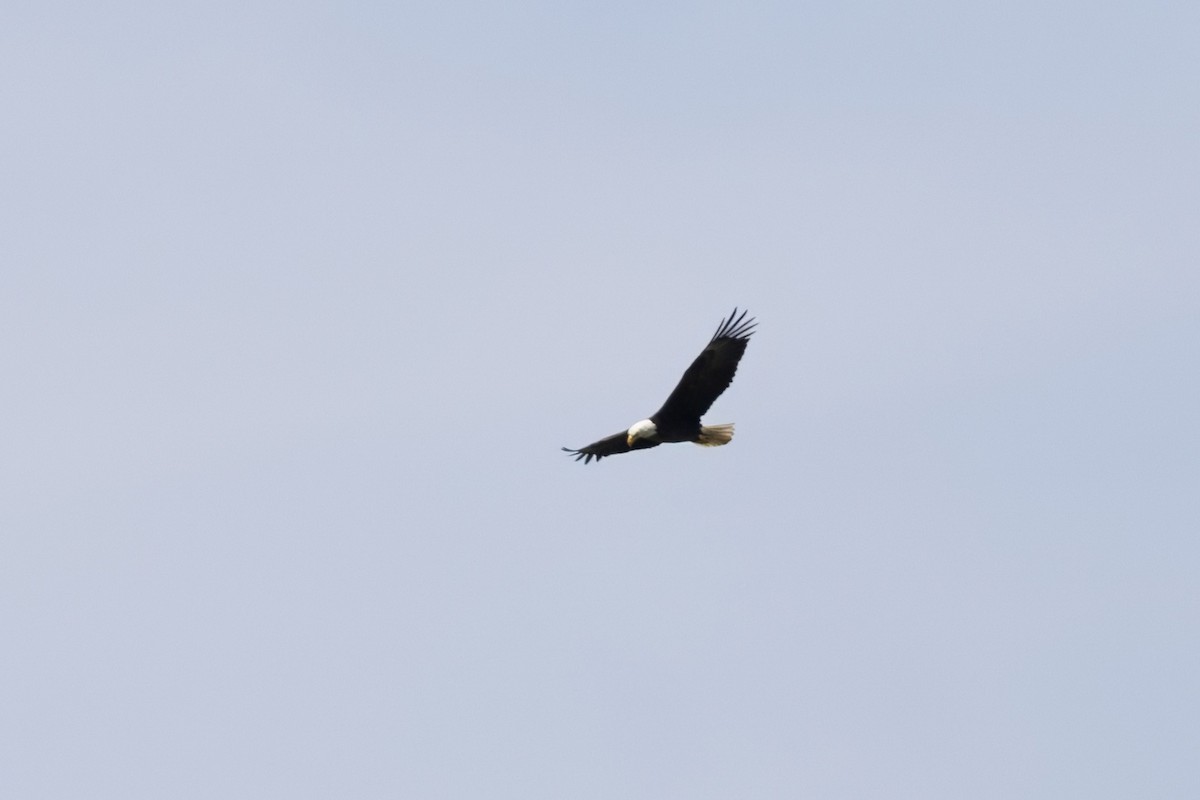 Bald Eagle - ML635648479