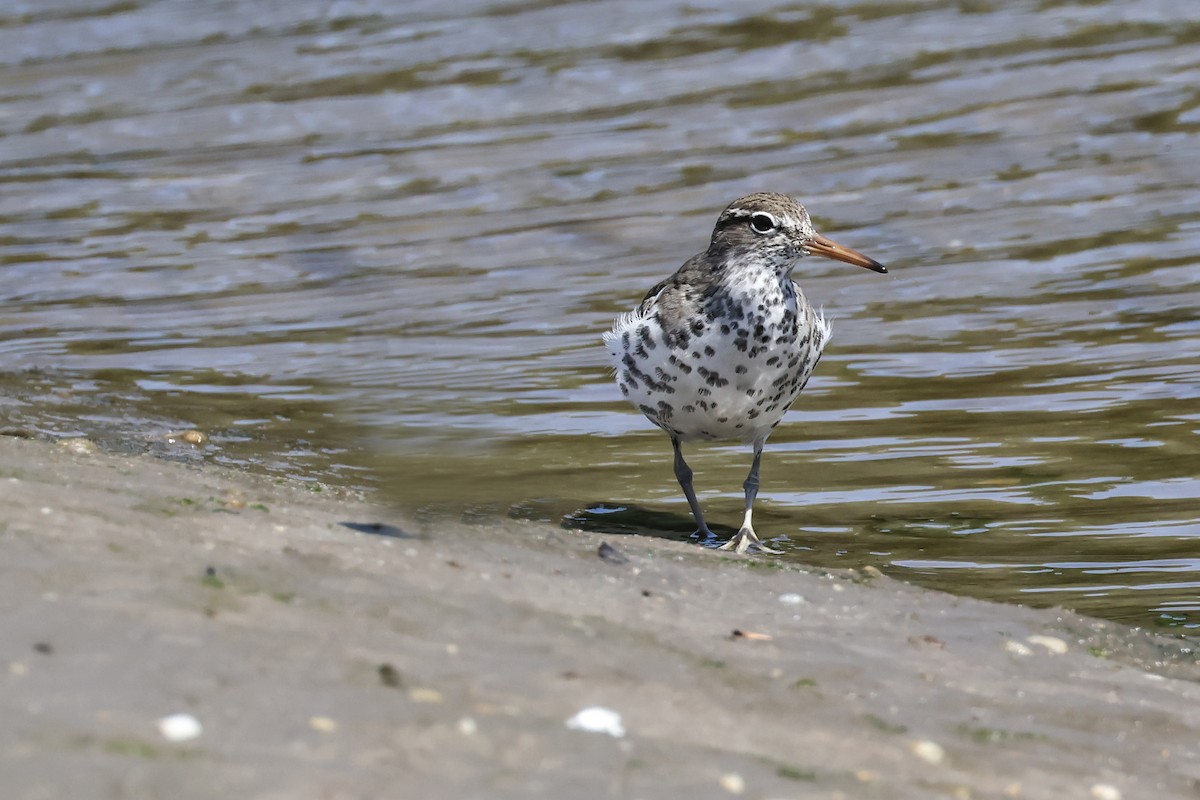 Spotted Sandpiper - ML635648502