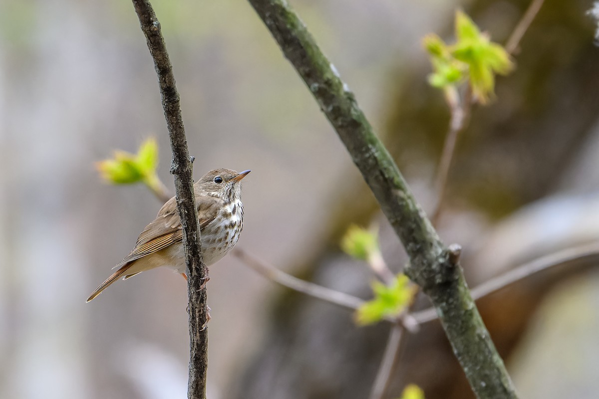 Hermit Thrush - ML635648506