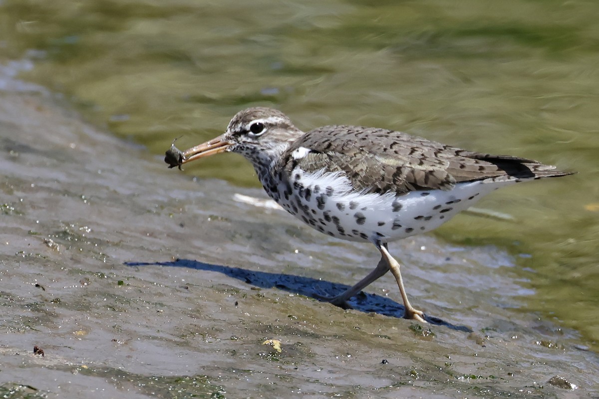 Spotted Sandpiper - ML635648519
