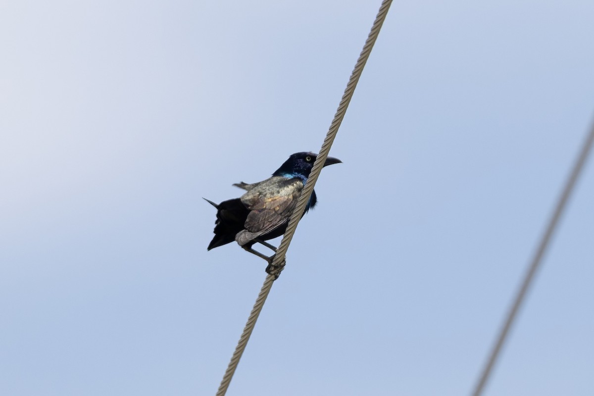Common Grackle - ML635648522