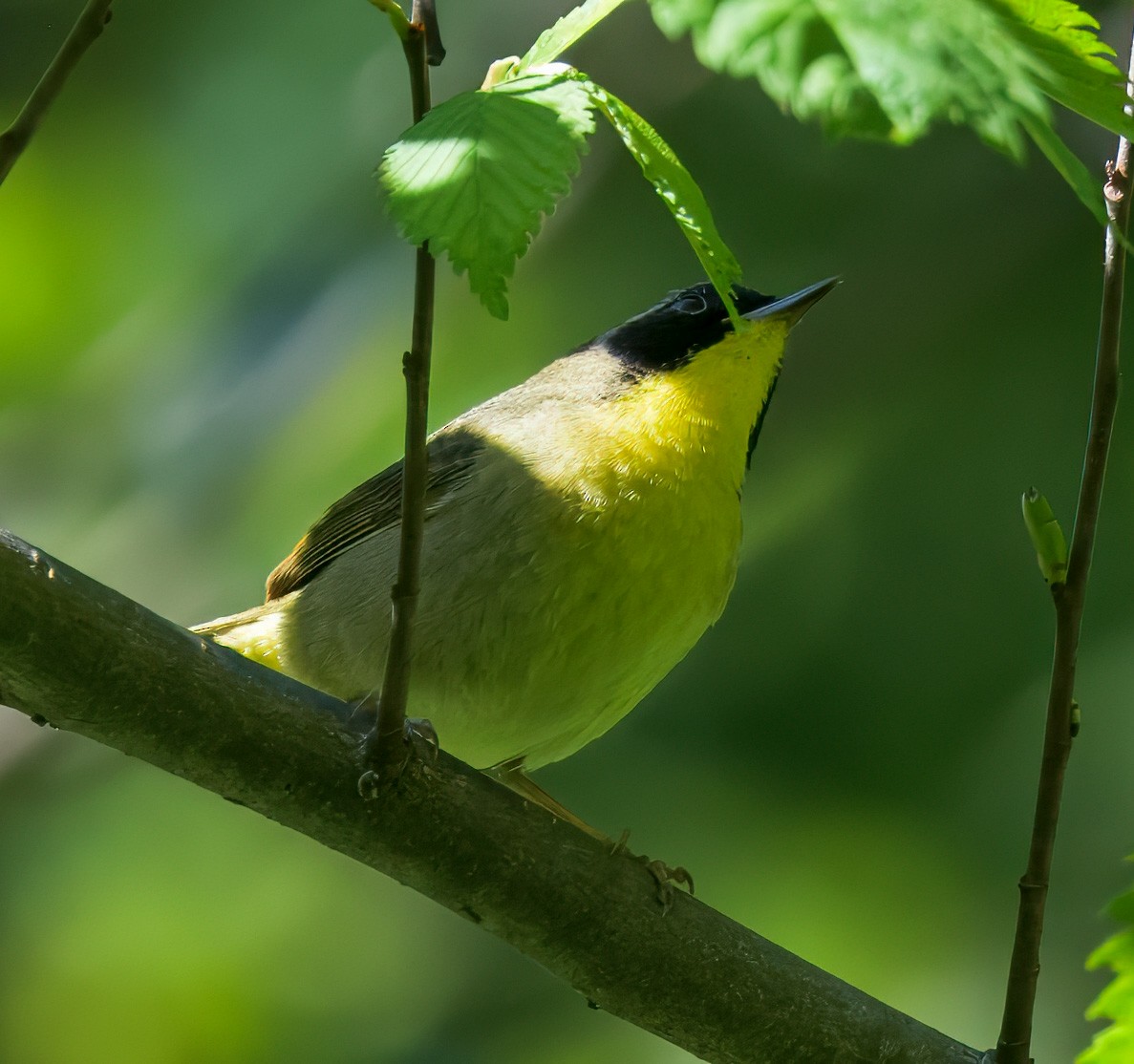 Common Yellowthroat - ML635648524