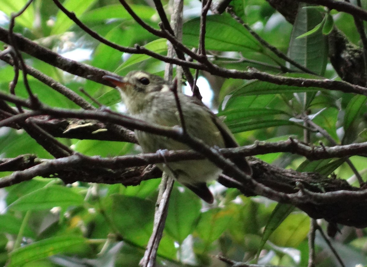 Oustalet's Tyrannulet - ML635648526