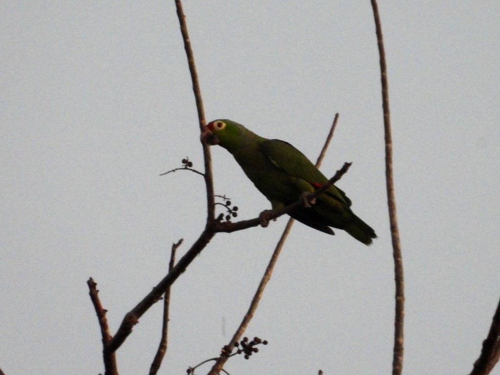 Red-lored Amazon - ML635648598