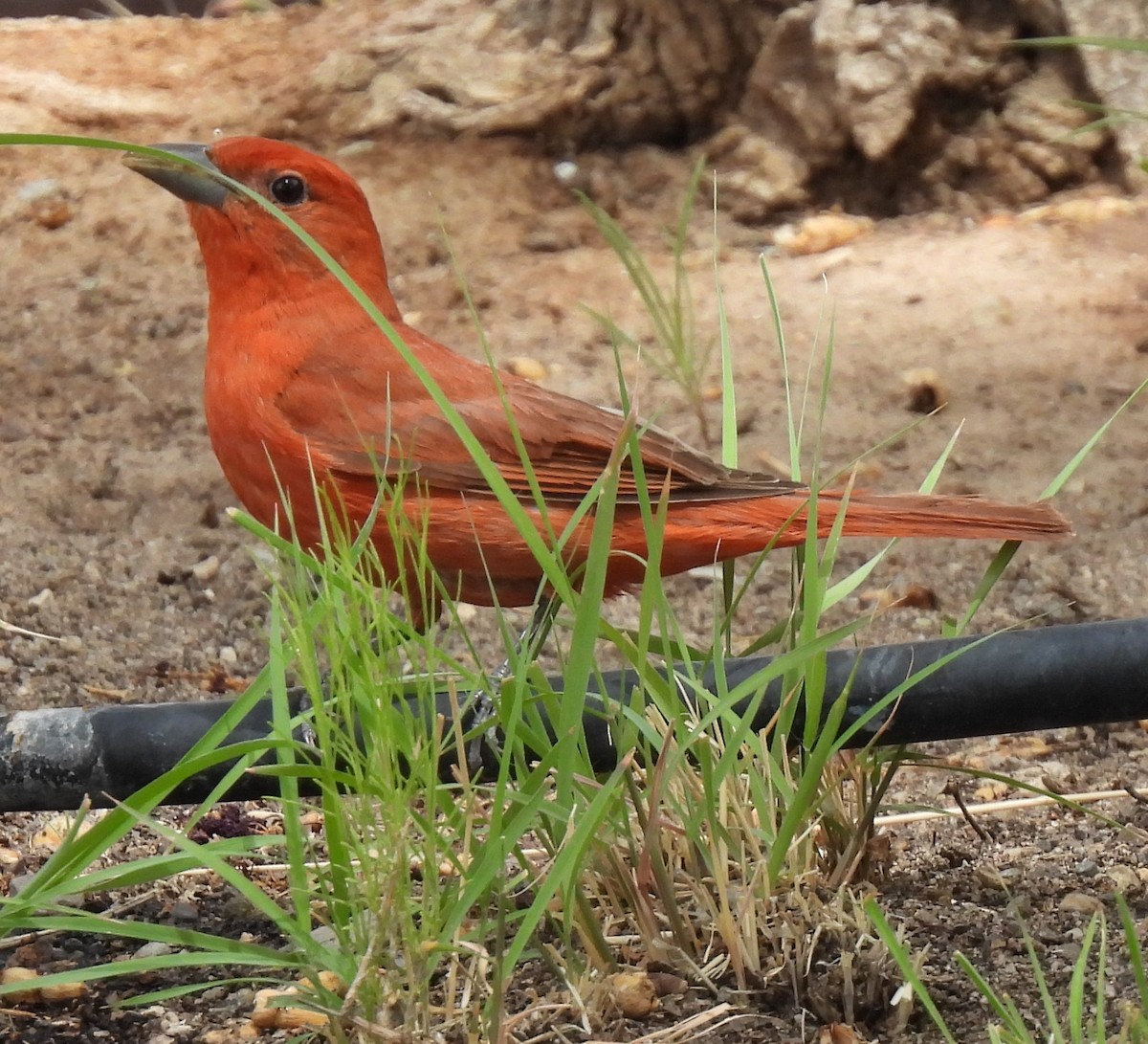 Summer Tanager - ML635648602