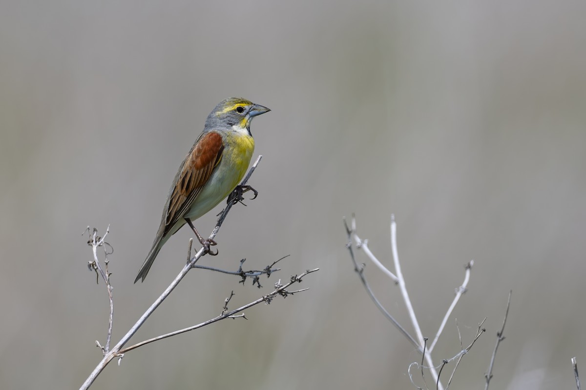 Dickcissel - ML635648625