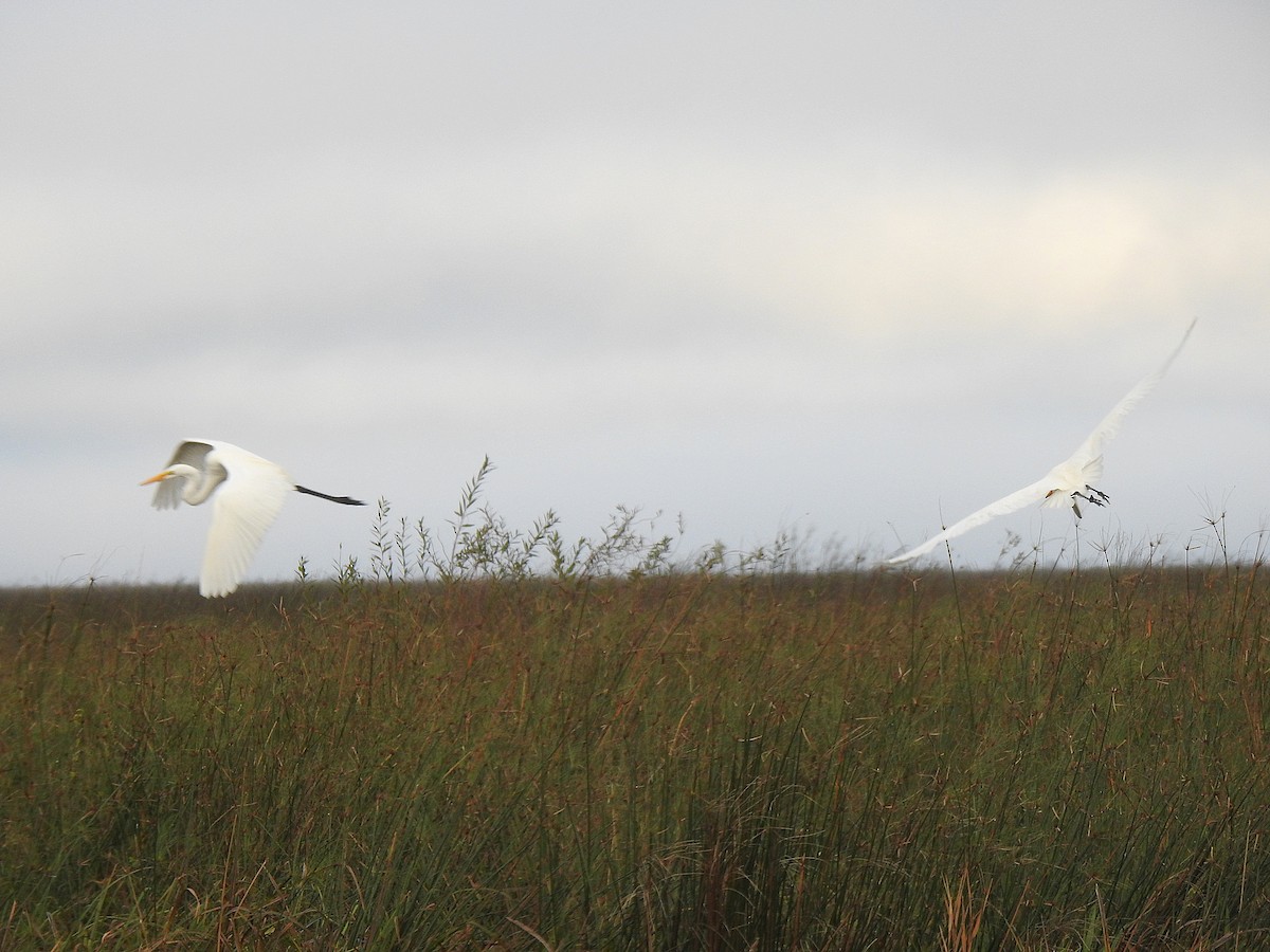 Great Egret - ML635648627