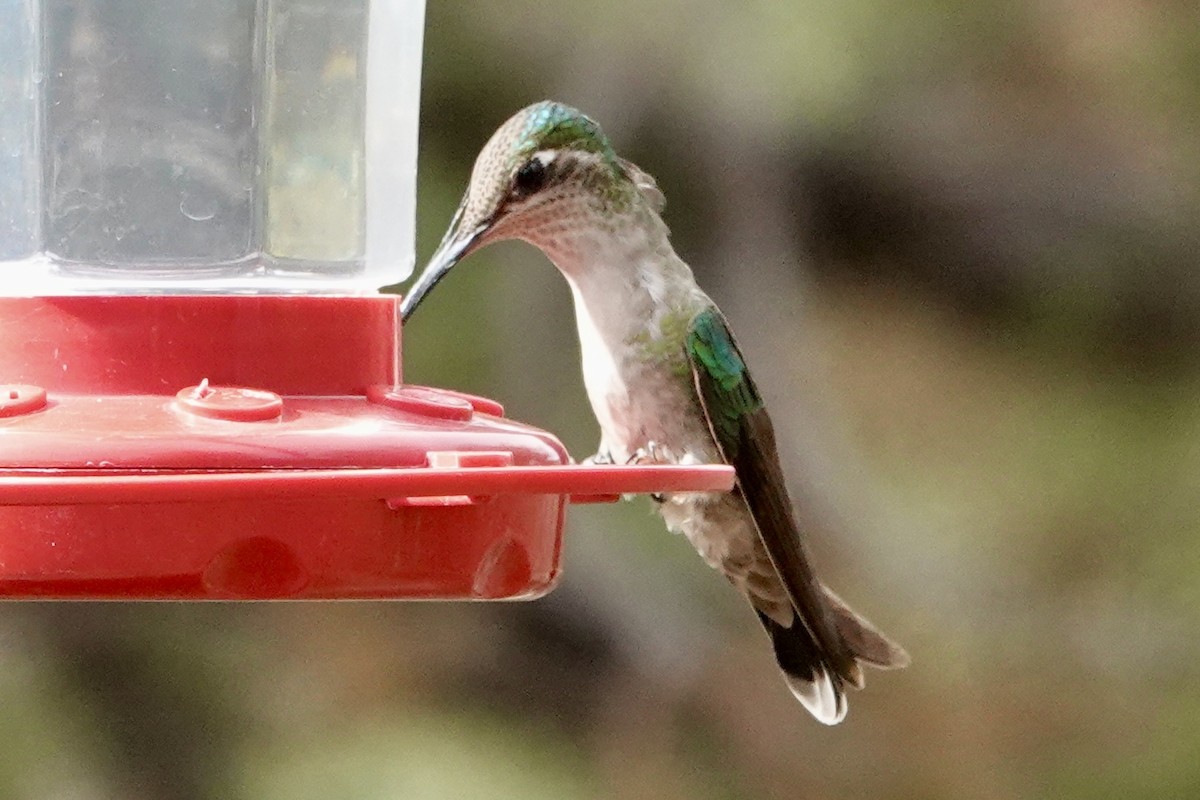 Rivoli's Hummingbird - ML635648636