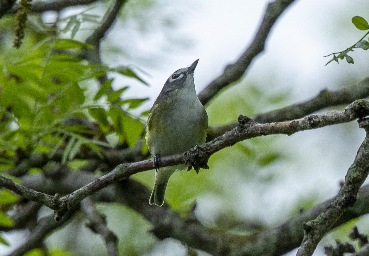 Blue-headed Vireo - ML635648638