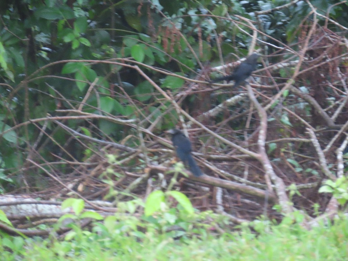 Smooth-billed Ani - ML635648714