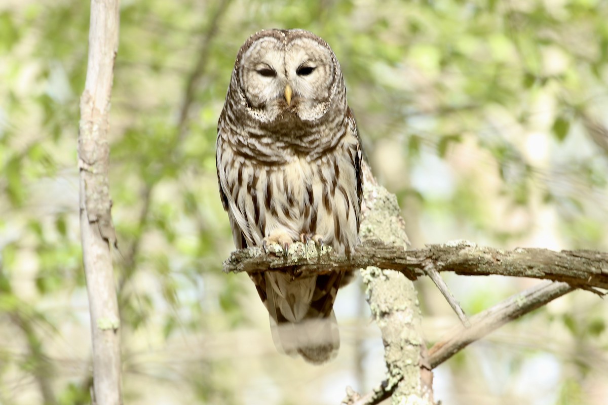 Barred Owl - ML635648732