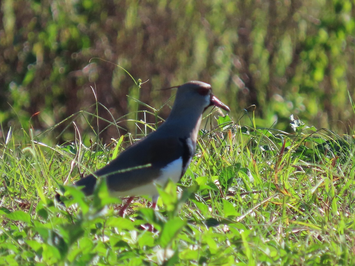 Southern Lapwing - ML635648765