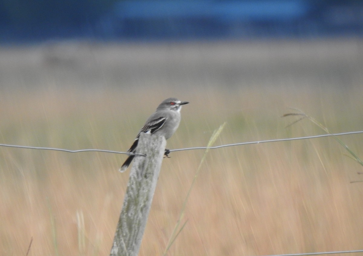 Gray Monjita - ML635648819