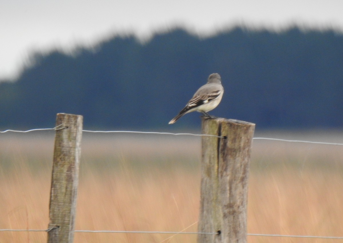 Gray Monjita - ML635648820