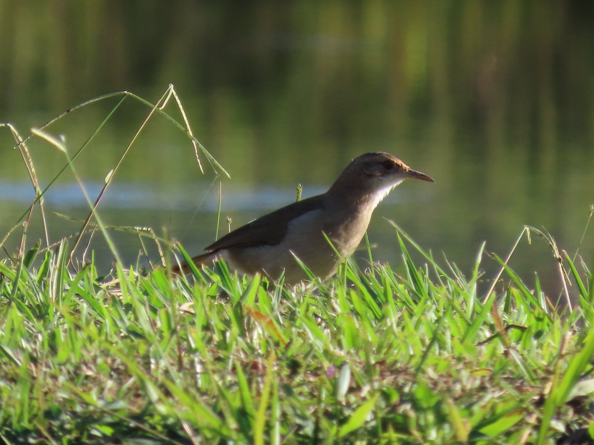 Rufous Hornero - ML635648827