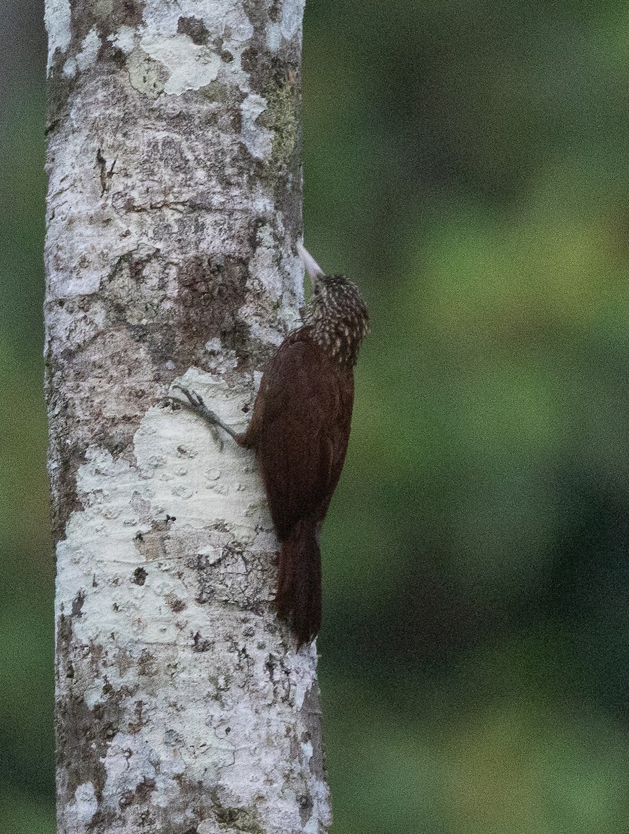 Striped Woodcreeper - ML635648829