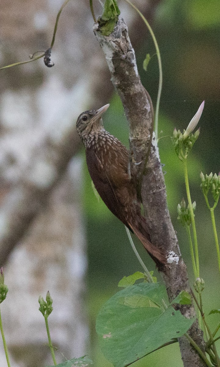 Striped Woodcreeper - ML635648830