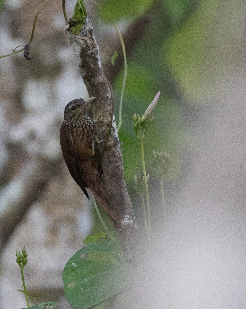 Striped Woodcreeper - ML635648831