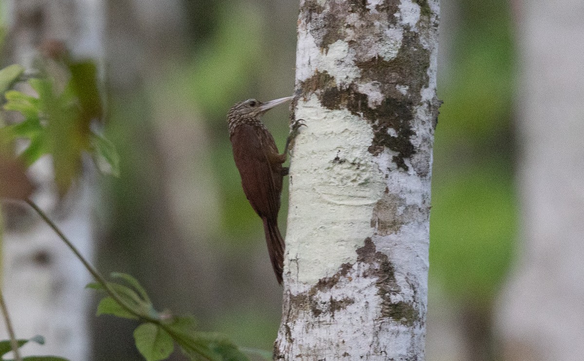 Striped Woodcreeper - ML635648832