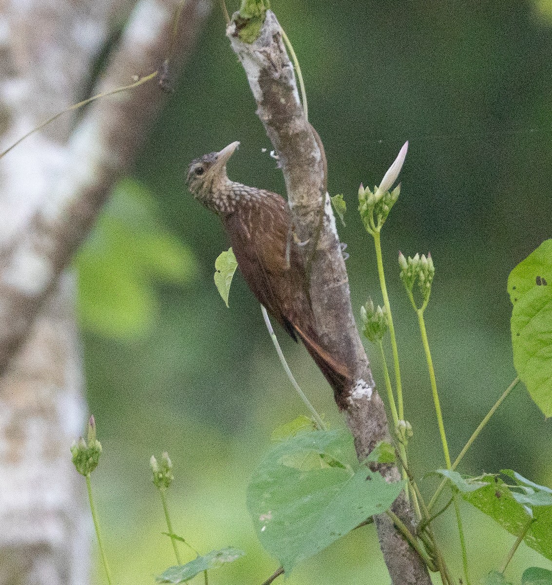 Striped Woodcreeper - ML635648833