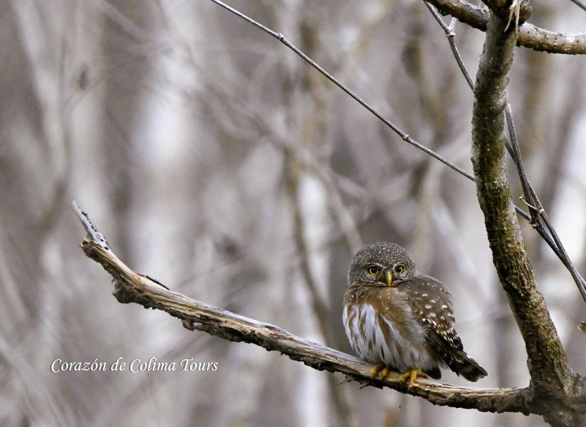 Colima Pygmy-Owl - ML635648842