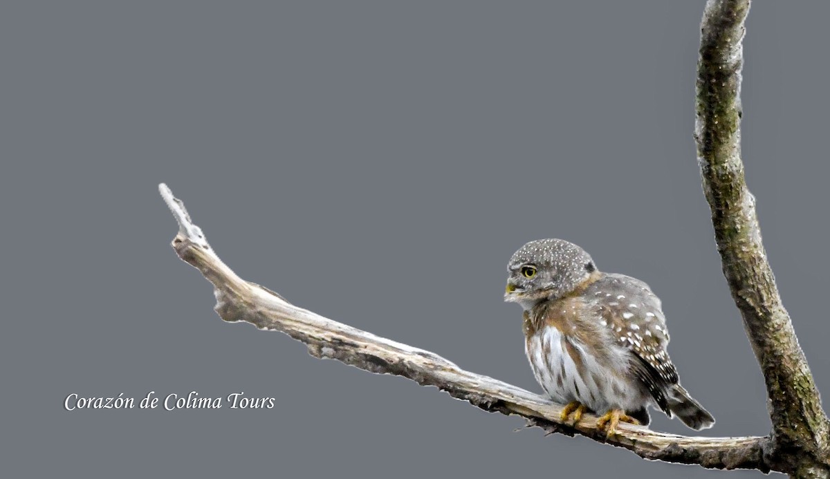 Colima Pygmy-Owl - ML635648843