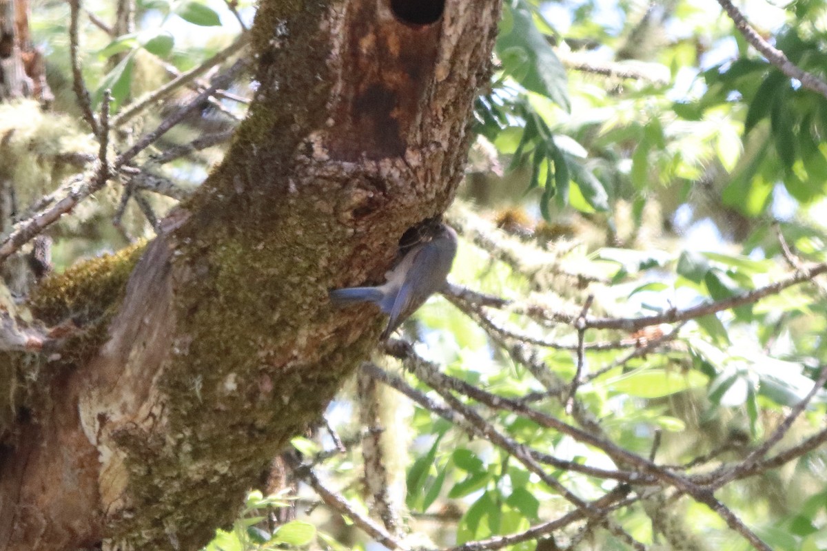 Western Bluebird - ML635648888