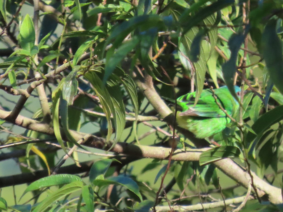 Blue Dacnis - ML635648939