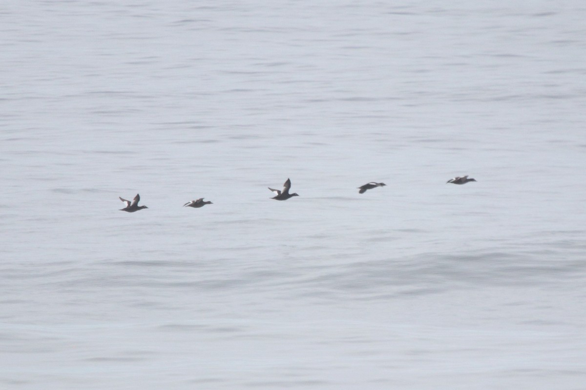 White-winged Scoter - ML635648950