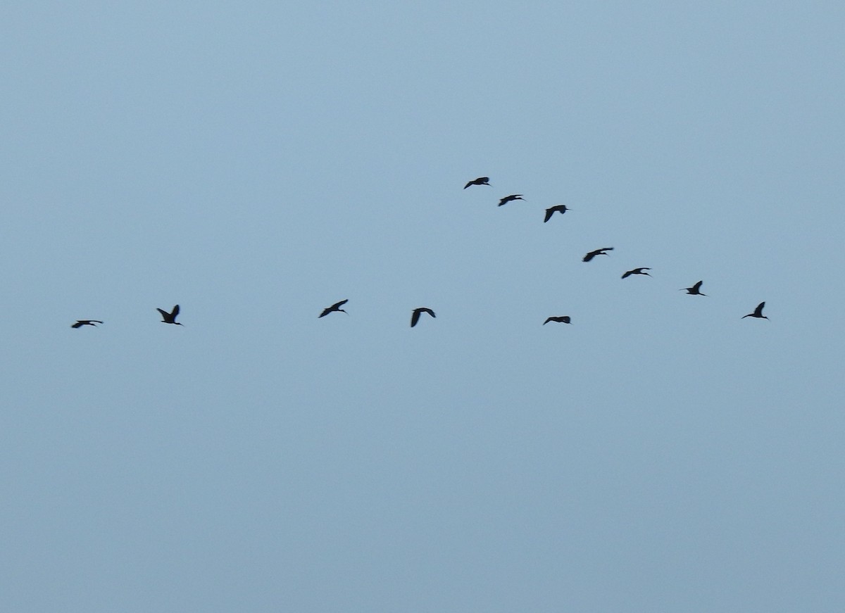 Bare-faced Ibis - ML635649047
