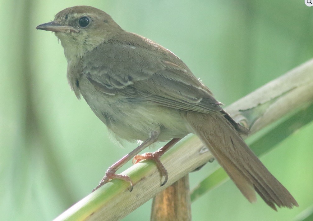 Common Nightingale - ML635649048