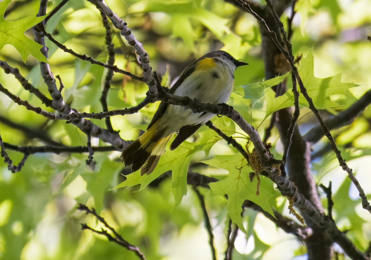 American Redstart - ML635649061