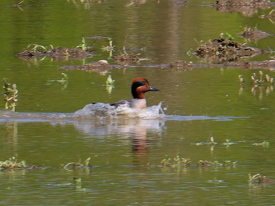 Green-winged Teal - ML635649073