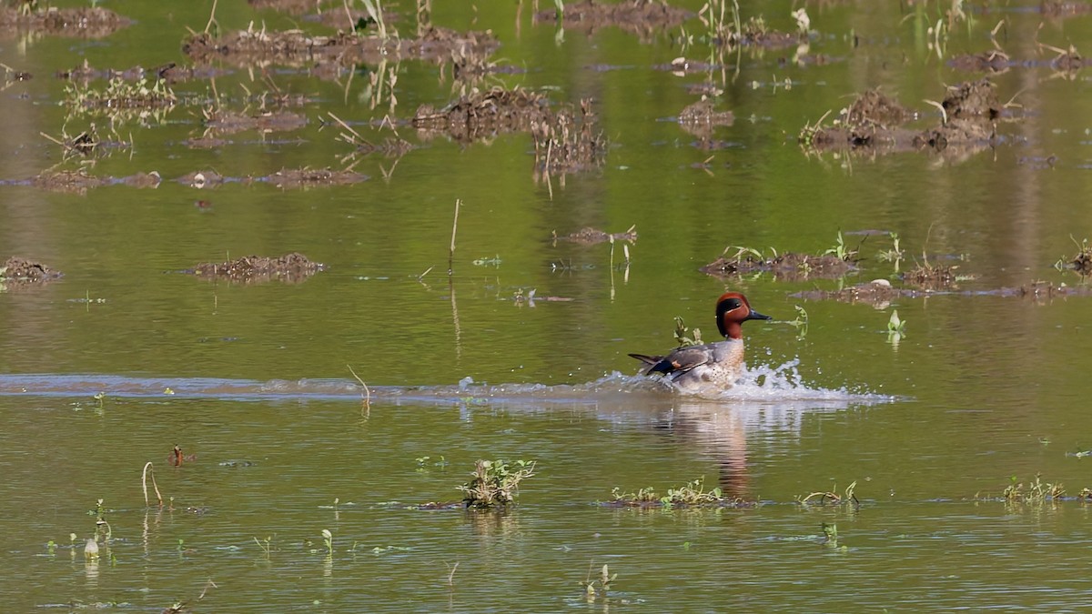 Green-winged Teal - ML635649074