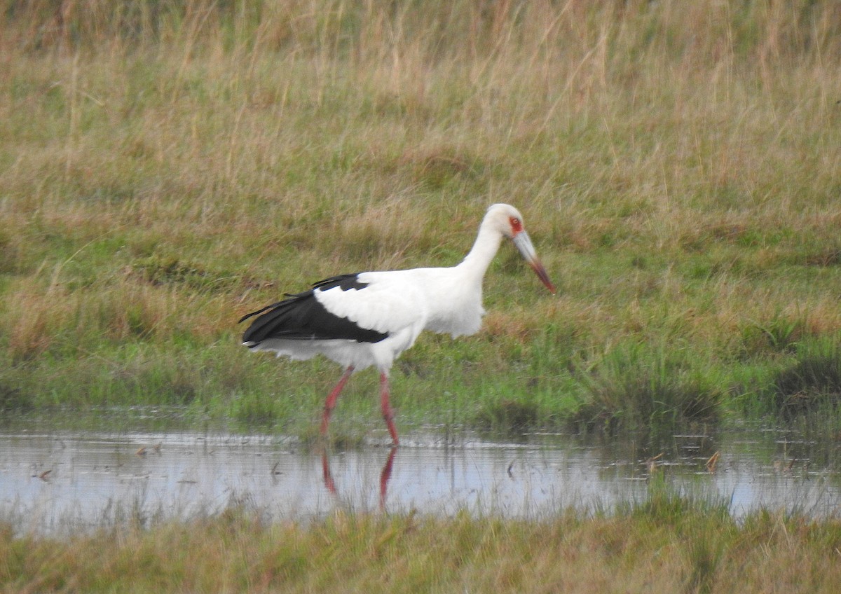 Maguari Stork - ML635649075