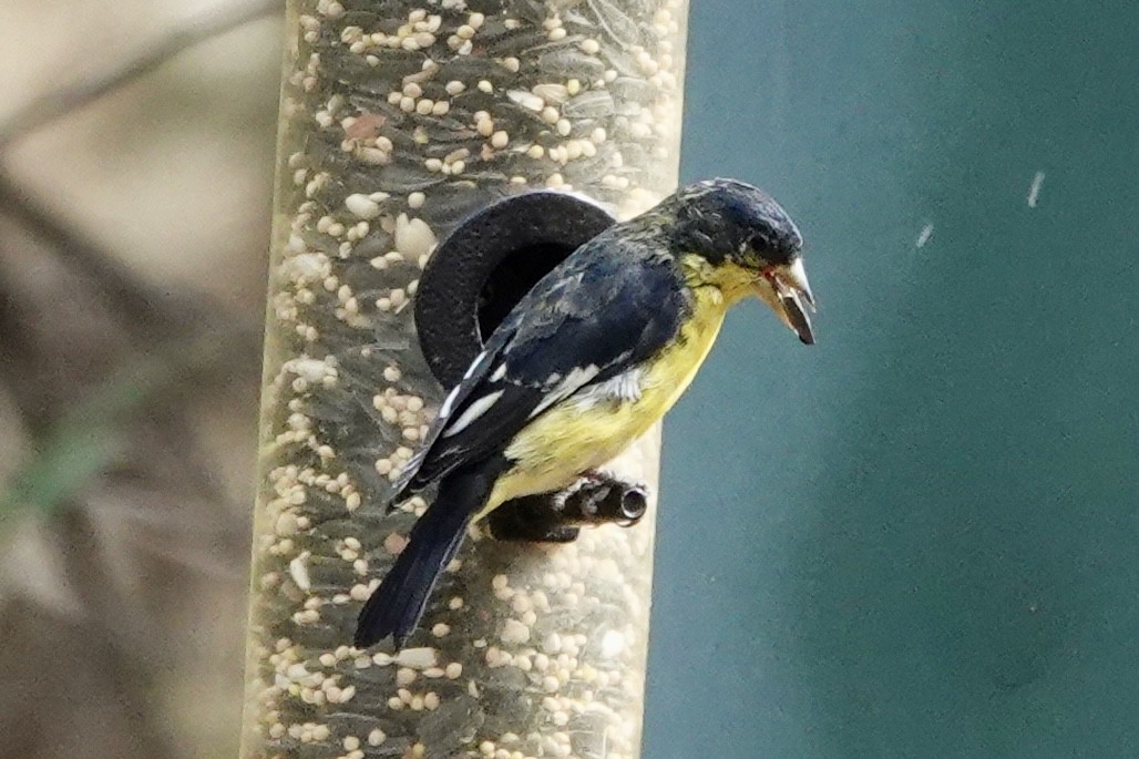 ML635649077 - Lesser Goldfinch - Macaulay Library