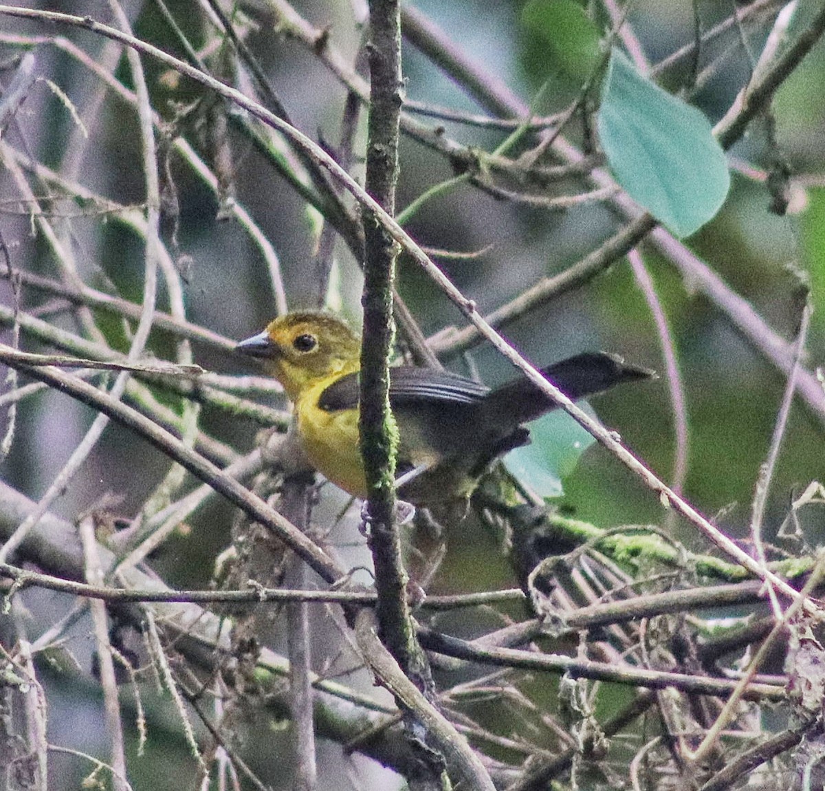 Yellow-headed Brushfinch - ML635649080