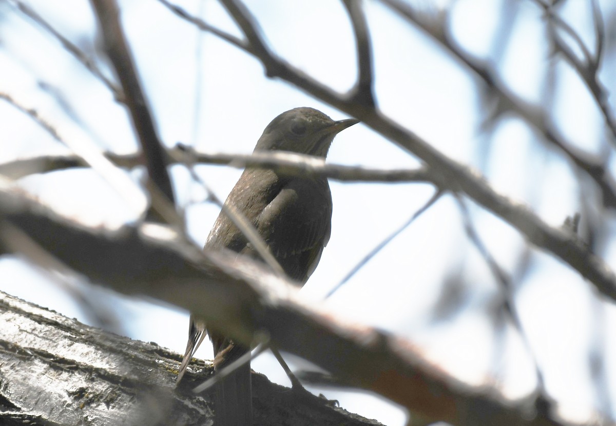 Hermit Thrush - ML635649089