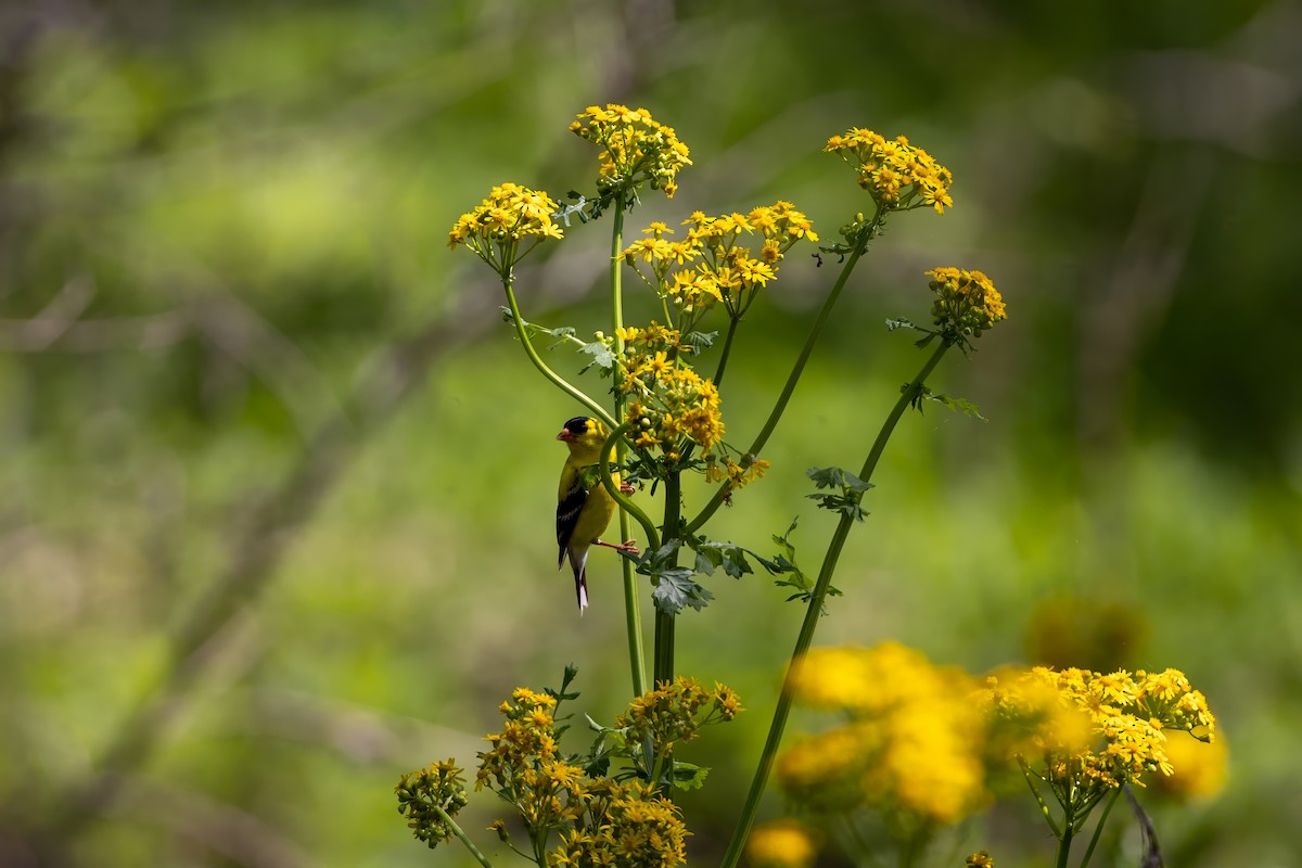 American Goldfinch - ML635649188