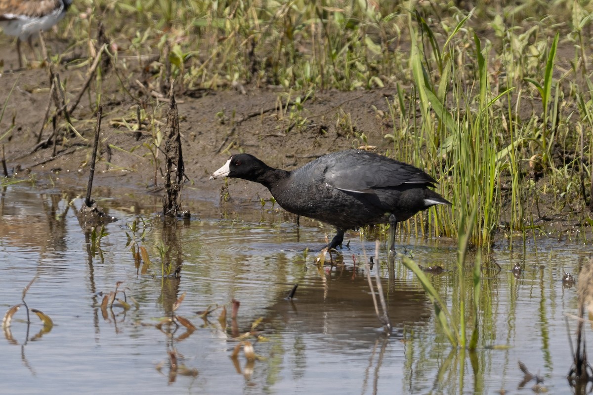 American Coot - ML635649200