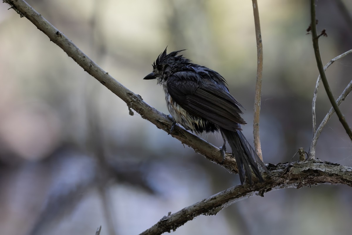 Tufted Titmouse - ML635649210