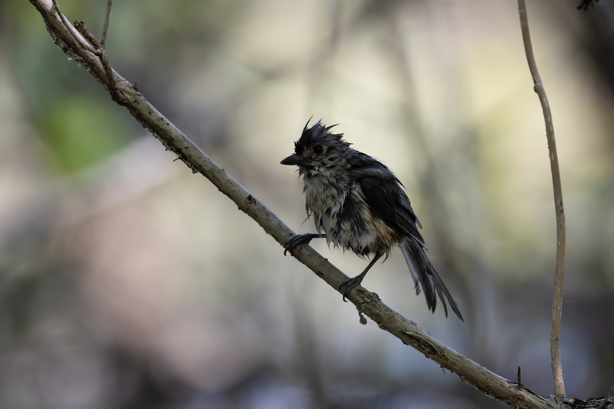 Tufted Titmouse - ML635649211