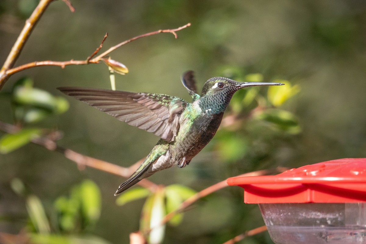 Rivoli's Hummingbird - ML635649254