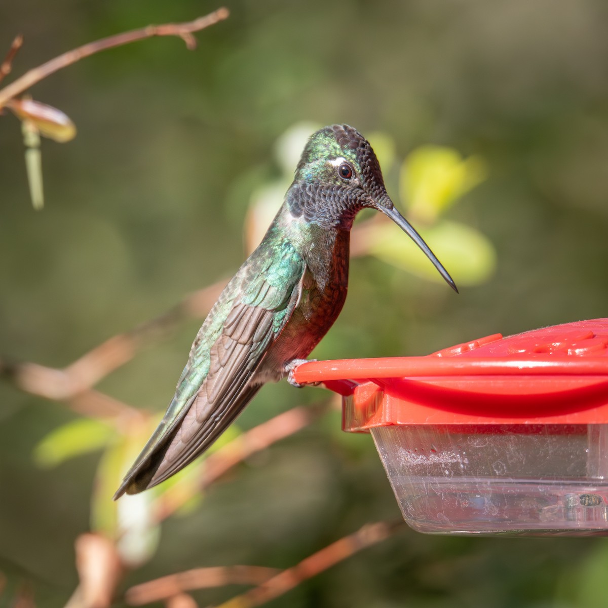 Rivoli's Hummingbird - ML635649266