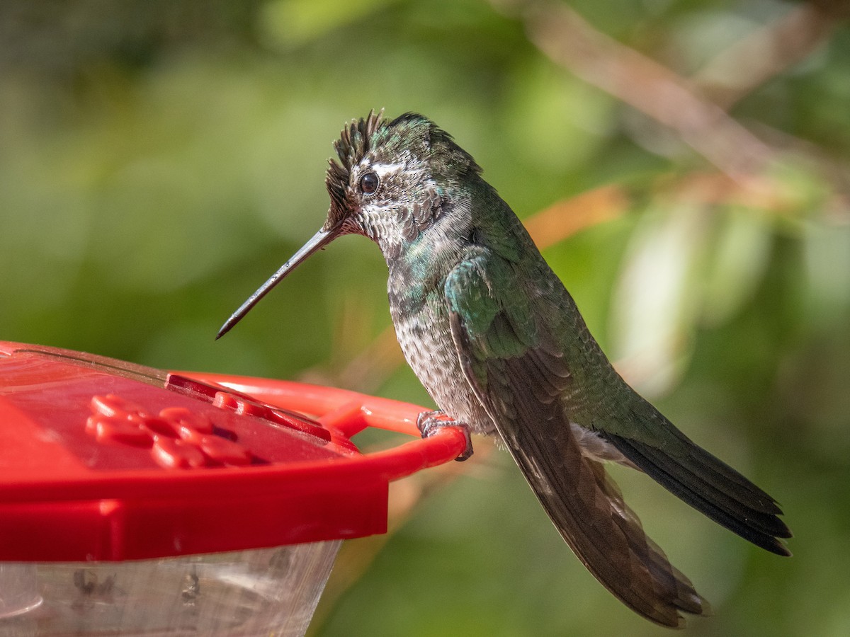 Rivoli's Hummingbird - ML635649267