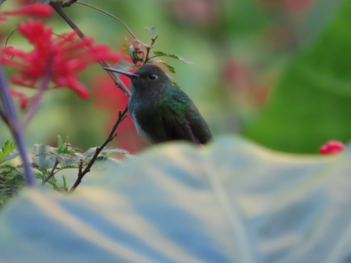 Violet-capped Woodnymph - ML635649290
