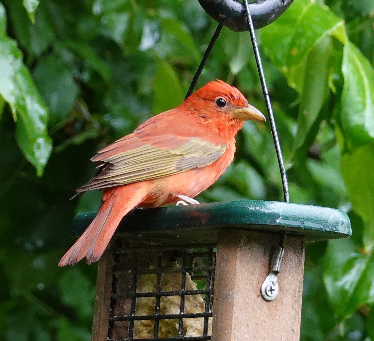 Summer Tanager - ML635649363