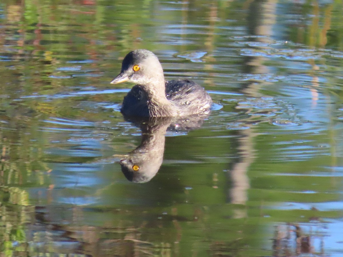 Least Grebe - ML635649365