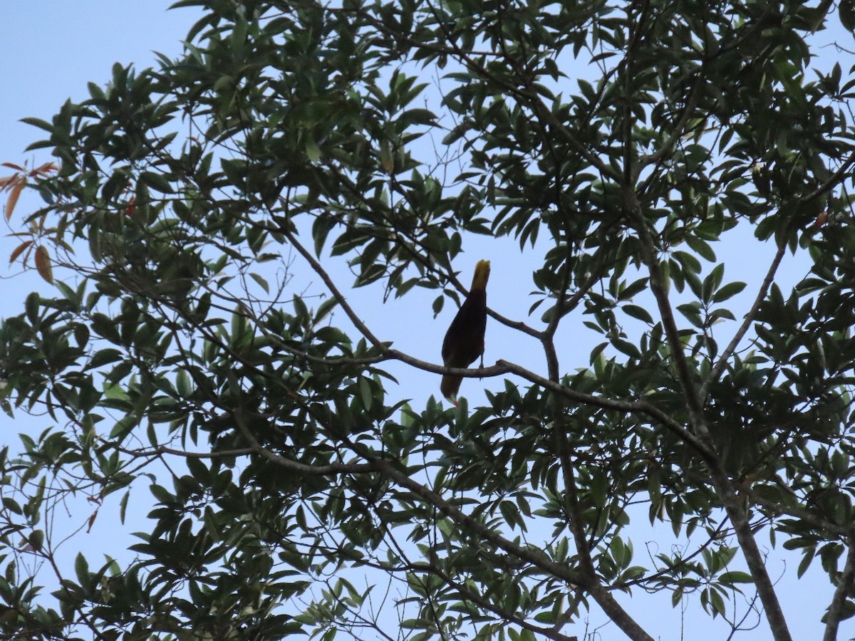 Yellow-rumped Cacique - ML635649384
